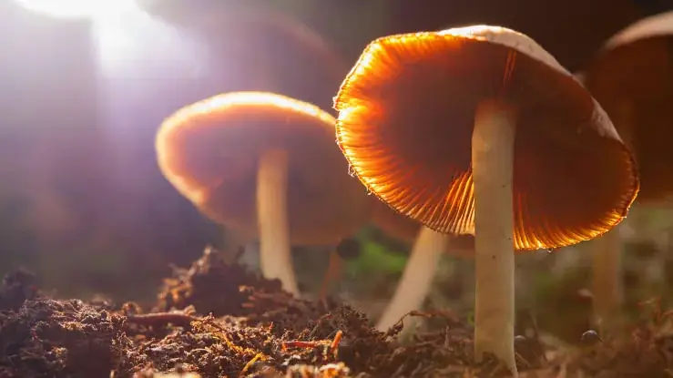 Mushrooms