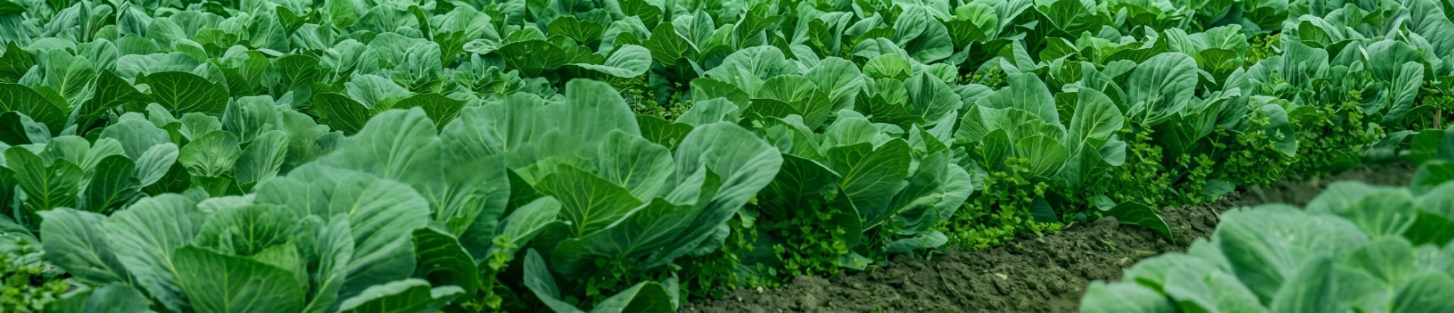 Agricultural crop field